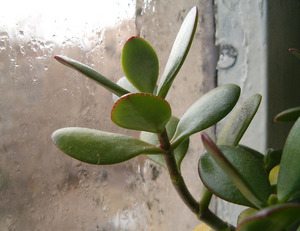 Комнатные растения на подоконнике также могут влиять на влажность